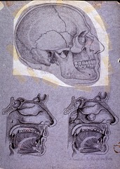 [Skull and cross section of face]