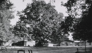 Base Hospital No. 1. Bordeaux, France: General view of wards