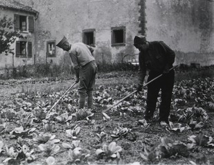 U.S. Army. Hospital Center, Vittel, France: Convalescing soldiers given light farming duties