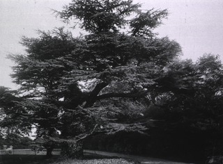 U.S. American National Red Cross Convalescent Hospital No. 102, Wimbledon, England: View of the grounds including a cedar of Lebanon