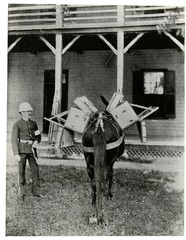 Medicine - Military - Equipment: Pack Saddle Medical Department and medical and surgical chests in position