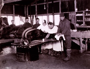 Veterinary service - Military: Operating on a horse, Lux, France