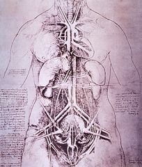 [Anatomical drawing]