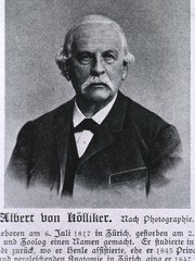 Albert von Koelliker