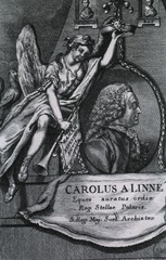 Carolus A Linné