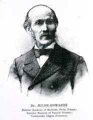 Dr. Milne-Edwards