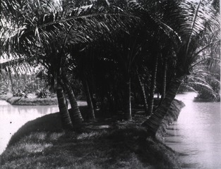 [Coconut Palms- Honolulu]