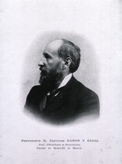 Professeur D. Santiago Ramon Y Cajal