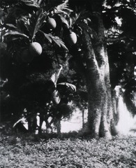 [Albert Schweitzer]: [Breadfruit trees]