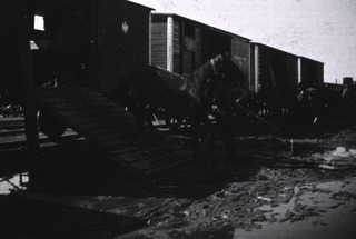 [Russo-Japanese War, 1904-1905, Medical & Sanitary Affairs]: [Horse Transport]