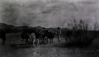 [Mexican refugees transporting wood with donkeys]