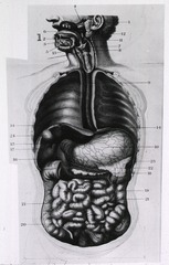 [Gastrointestinal system: The digestive tract]