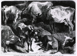 [Epizootics: Condemned Cattle In A Slaughter-House]