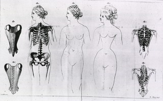 [Comparative views of corseted and uncorseted females]