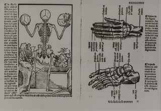 [Skeletal structure of the human body with attention to hand and foot]
