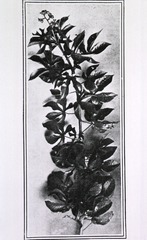Leprosy - Botany: jatropha gossypifolia, anti-leprous shrub]