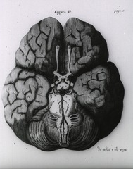 [Base of the brain]