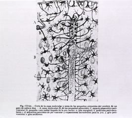 Corte de la capa molecular y zona de las pequeñas pirámides