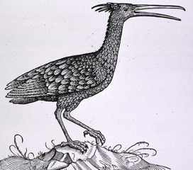 [Natural History: Birds]