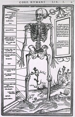 [Anatomy of a skeleton]