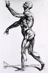 [Musculature of the human body]