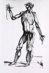 [Musculature of the human body]