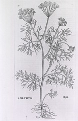 [Botany]