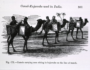 [Transportation of the sick and wounded: Camel-Kujawahs used in India]