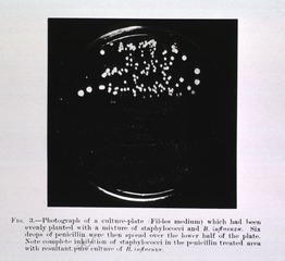 [Penicillin: Photograph of a culture-plate]