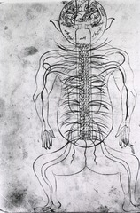 [Anatomy of the human body]