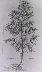 [Botany - Medical]