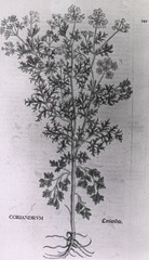 [Botany - Medical]
