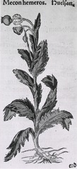 Meconhemeros [opium poppy]