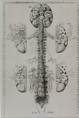 [The brain and spinal column]