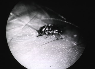 A pest that causes all the trouble. A close-up of the blackfly, Simulium damnosum, feeding on human blood
