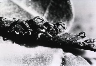 Simulium larvae, enlarged to seven times life-size. After seven or eight days the larva develops into a chrysalis, and finally the adult blackfly emerges. Control of onchocemiasis depends on destroying the larva before the chrysalis stage is reached; after that, the insecticide is less effective