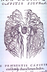 [Vascular System Plate]