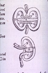[Gastrointestinal and Reproductive System Plate]