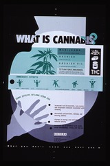 What is cannabis?