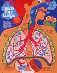 Inside your lungs