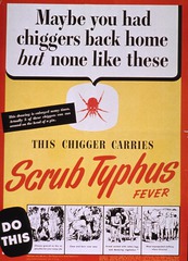 Maybe you had chiggers back home but none like these: this chigger carries scrub typhus fever