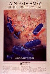 Anatomy of the immune system: complement cascade