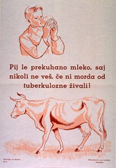 Pij le prekuhano mleko, saj nikoli ne veš če ni morda od tuberkulozne živali