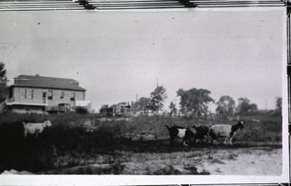 [Panoramic view showing a building and several goats]