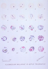 Plasmodium Malariae In Aotus Trivirgatus