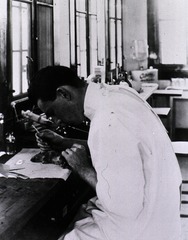 [Laboratory technician examining a dead rat, New Orleans, La.]