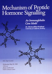 Mechanism of peptide hormone signalling: an immunoglobulin gene model