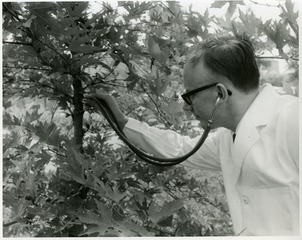 [Medical specialist uses a stethoscope to examine the "Tree of Hippocrates"]