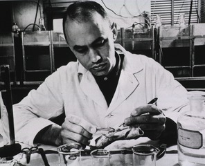 Dr. Donald Mount ... performs autopsy on fish taken from lower Mississippi River