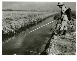 [Man spraying larvicide on an irrigation ditch]
